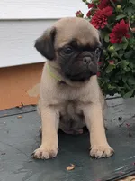 Cola, a male Pug for sale in Mount Solon, VA – 1 of 3