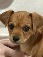 Susie, a female Yorkshire Terrier and Miniature Dachshund for sale in Texarkana, TX – 2 of 3