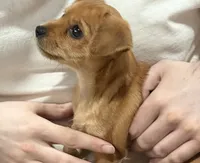 Susie, a female Yorkshire Terrier and Miniature Dachshund for sale in Texarkana, TX – 3 of 3