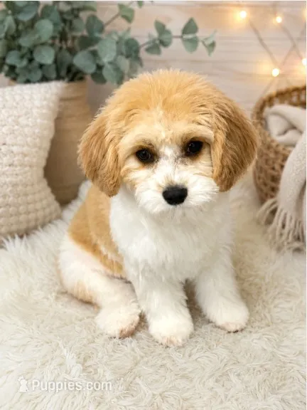Archie – Cavachon puppy for sale in Casa Grande, AZ
