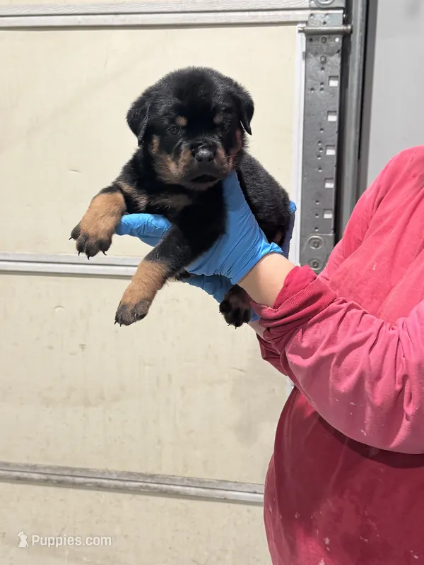 Black – Rottweiler puppy for sale in Charlotte, NC