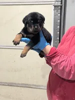 Black, a male Rottweiler for sale in Charlotte, NC – 1 of 3