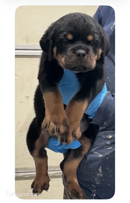 Brown  – Rottweiler puppy for sale in Charlotte, NC