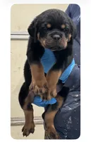 Brown , a male Rottweiler for sale in Charlotte, NC – 1 of 3