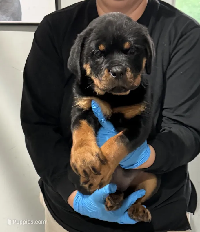 Purple  – Rottweiler puppy for sale in Charlotte, NC