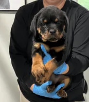 Purple , a female Rottweiler for sale in Charlotte, NC – 1 of 3