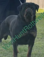Green, a male Rottweiler for sale in Charlotte, NC – 3 of 3