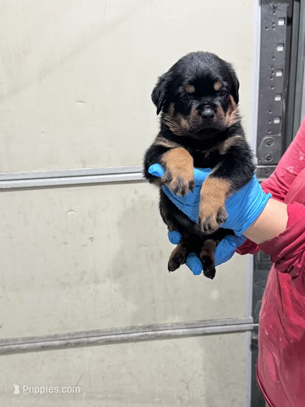 Blue – Rottweiler puppy for sale in Charlotte, NC