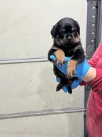 Blue, a male Rottweiler for sale in Charlotte, NC – 1 of 3