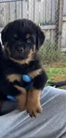 Orange Boys, a male Rottweiler for sale in Charlotte, NC – 5 of 5