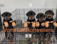 Orange Boys, a male Rottweiler for sale in Charlotte, NC – 2 of 5