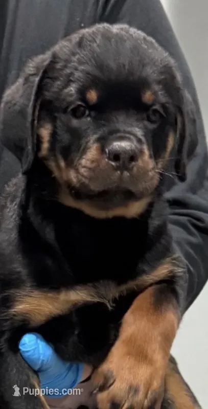 Pink – Rottweiler puppy for sale in Charlotte, NC