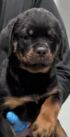 Pink, a female Rottweiler for sale in Charlotte, NC – 1 of 3
