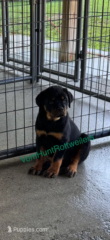 Pink – Rottweiler puppy for sale in Charlotte, NC