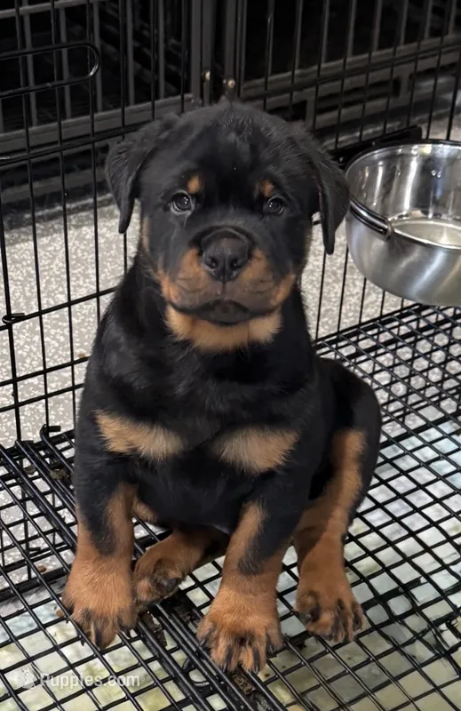 Orange Boys – Rottweiler puppy for sale in Charlotte, NC