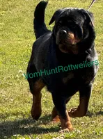 Orange Boys, a male Rottweiler for sale in Charlotte, NC – 3 of 5