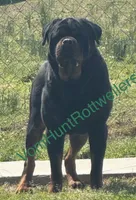 Brown , a male Rottweiler for sale in Charlotte, NC – 3 of 3