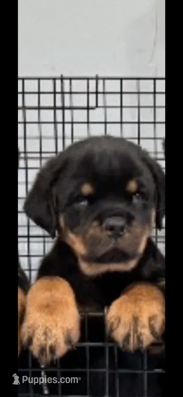 Orange Boys – Rottweiler puppy for sale in Charlotte, NC