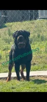 Orange Boys, a male Rottweiler for sale in Charlotte, NC – 4 of 5