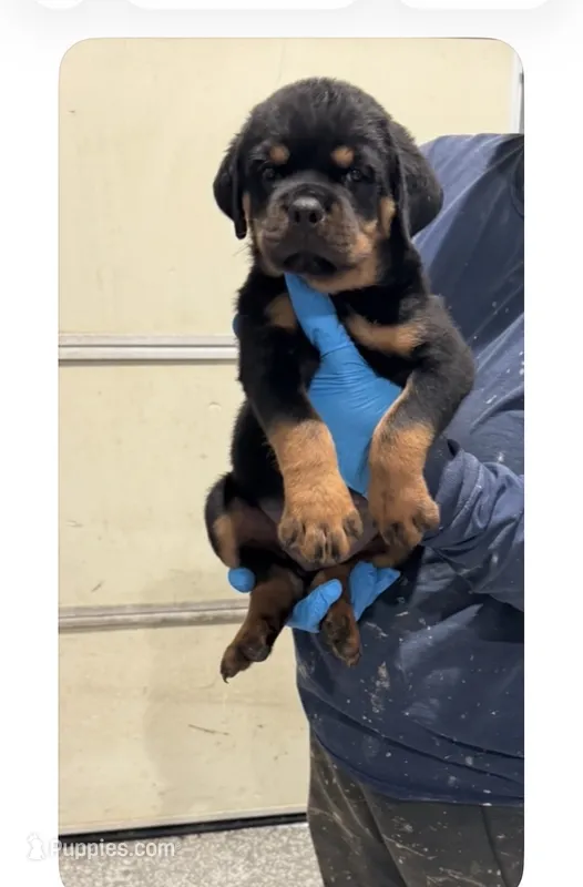 Green – Rottweiler puppy for sale in Charlotte, NC