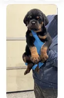 Green, a male Rottweiler for sale in Charlotte, NC – 1 of 3
