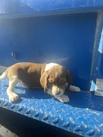 Sarah, a female Beagle for sale in Pevely, MO – 1 of 5