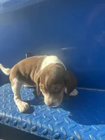 Sarah, a female Beagle for sale in Pevely, MO – 3 of 5