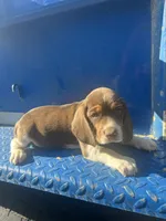 Hank, a male Beagle for sale in Pevely, MO – 2 of 4