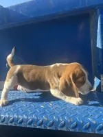Waylon, a male Beagle for sale in Pevely, MO – 1 of 4