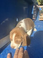 Waylon, a male Beagle for sale in Pevely, MO – 3 of 4