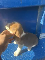 Waylon, a male Beagle for sale in Pevely, MO – 2 of 4