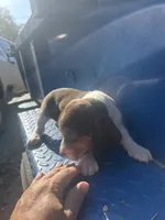 Sarah, a female Beagle for sale in Pevely, MO – 2 of 5