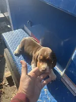 Hank, a male Beagle for sale in Pevely, MO – 3 of 4