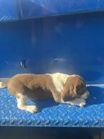 Sarah, a female Beagle for sale in Pevely, MO – 4 of 5