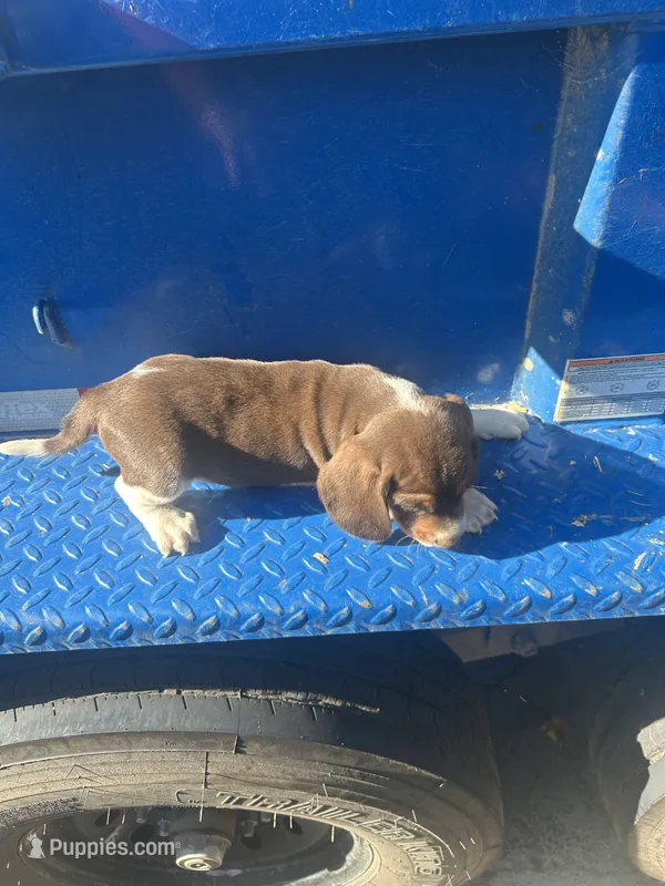 Hank, a male Beagle for sale in Pevely, MO – 1 of 4