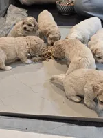 Hank, a male Cockapoo and Havanese for sale in Battle Ground, WA – 5 of 8