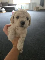 Hank, a male Cockapoo and Havanese for sale in Battle Ground, WA – 2 of 8