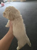 Hank, a male Cockapoo and Havanese for sale in Battle Ground, WA – 4 of 8