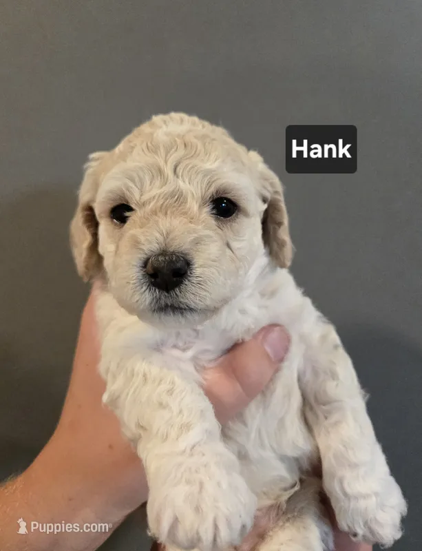 Hank – Cockapoo, Havanese puppy for sale in Battle Ground, WA