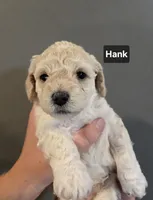 Hank, a male Cockapoo and Havanese for sale in Battle Ground, WA – 1 of 8