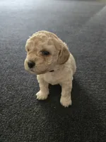 Hank, a male Cockapoo and Havanese for sale in Battle Ground, WA – 3 of 8