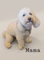 Hank, a male Cockapoo and Havanese for sale in Battle Ground, WA – 8 of 8