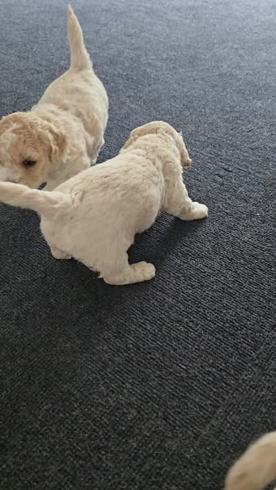 Hank, a male Cockapoo and Havanese for sale in Battle Ground, WA – 7 of 8
