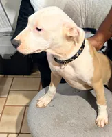 processed/619e9215-f414-458d-afc3-c41a84d02bc5/listing/d322517f-7e92-492a-96c0-53fdc3d83d54/d88695c4-cb9a-4106-bae8-d292cfc3eb7c