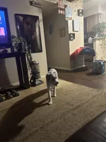 Astro , a male Miniature Aussiedoodle for sale in Rockwall, TX – 3 of 7