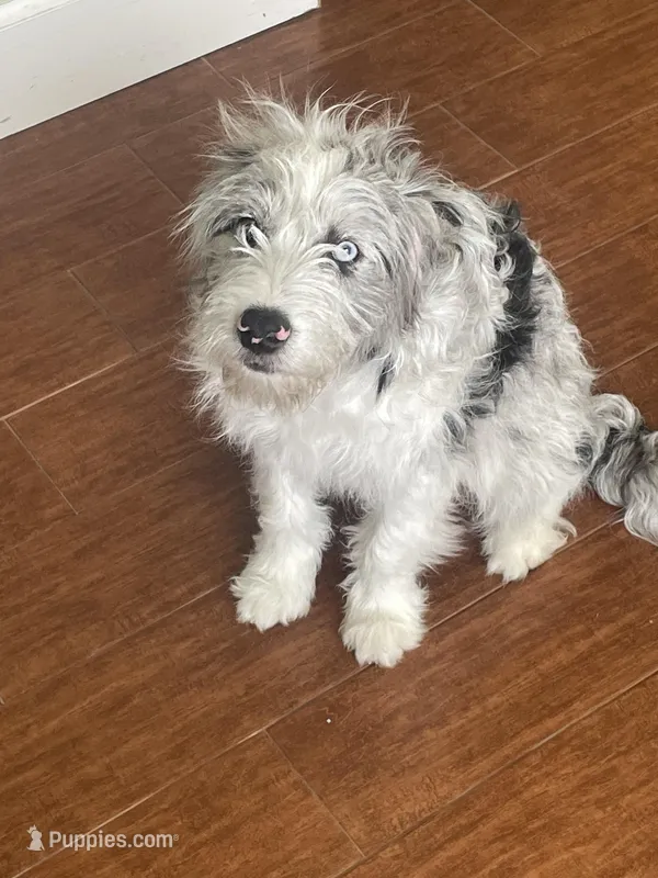 Astro – Miniature Aussiedoodle puppy for sale in Rockwall, TX