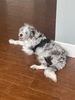 Astro, a male Miniature Aussiedoodle for sale in Rockwall, TX – Photo 2 of 3