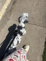 Astro , a male Miniature Aussiedoodle for sale in Rockwall, TX – 2 of 7
