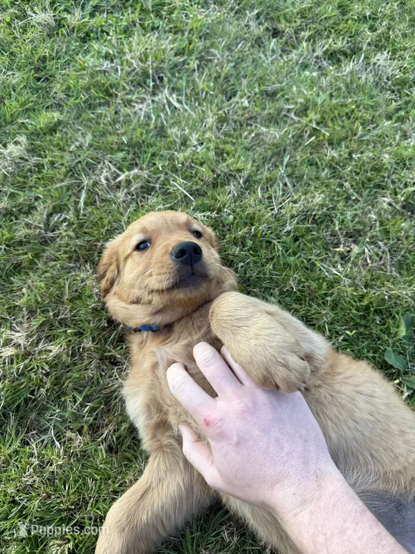 Female Golden – Golden Retriever puppy for sale in Auburn, WA