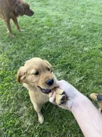 Female Golden, a female Golden Retriever for sale in Auburn, WA – 2 of 3